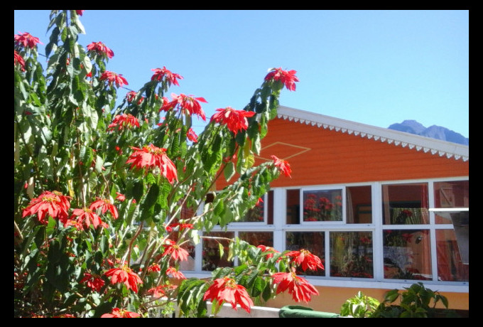 Photo Petite Fleur de Lentilles - Cilaos