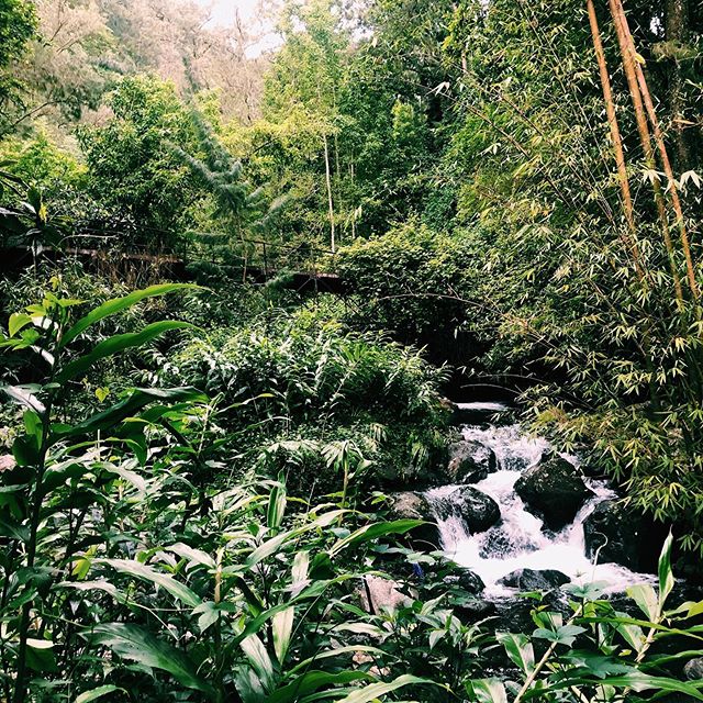 Photo Anciens Thermes: Therme en plein milieu de La Réunion – Bras des Etangs