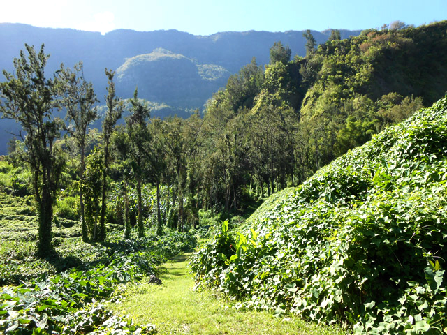 Photo Deux boucles à la Mare à Poule d’Eau près de Salazie