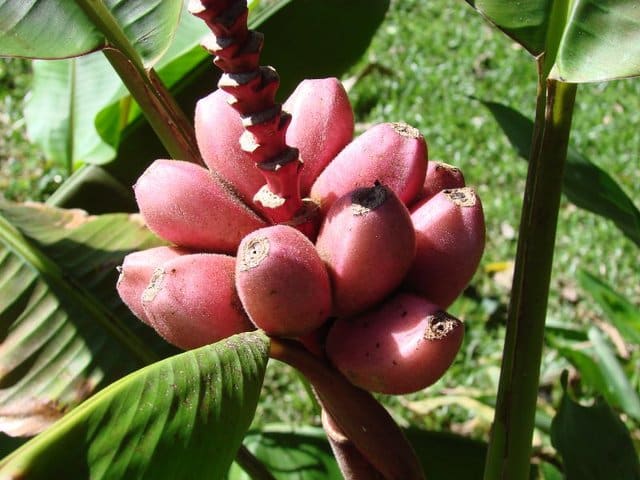 Photo Domaine d’Aldachris et Bananaland