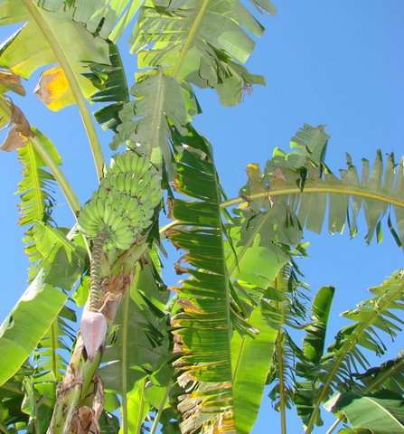 Photo Domaine d’Aldachris et Bananaland