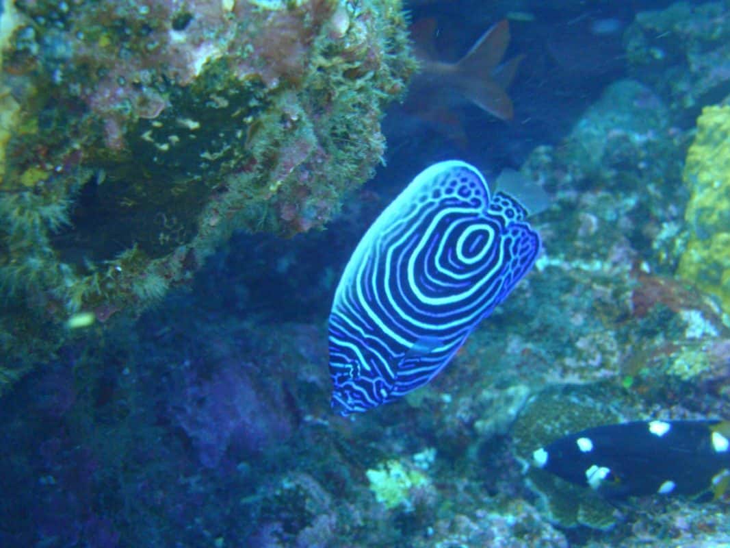 Photo Détend A Zot – Laurendeau Emmanuel