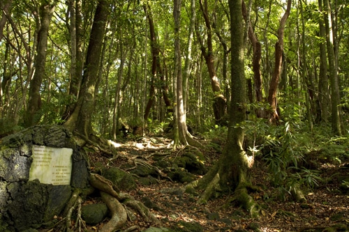 Photo Forêt de Mare Longue