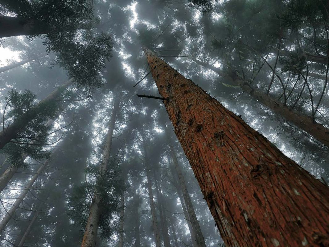 Photo Forêt des Makes