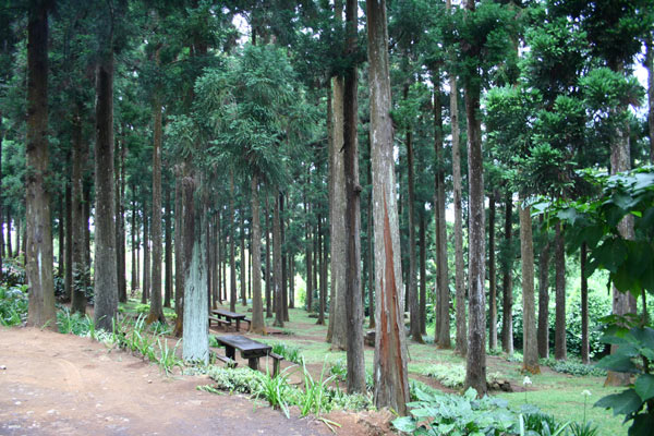 Photo Forêt des Makes – Camping sauvage