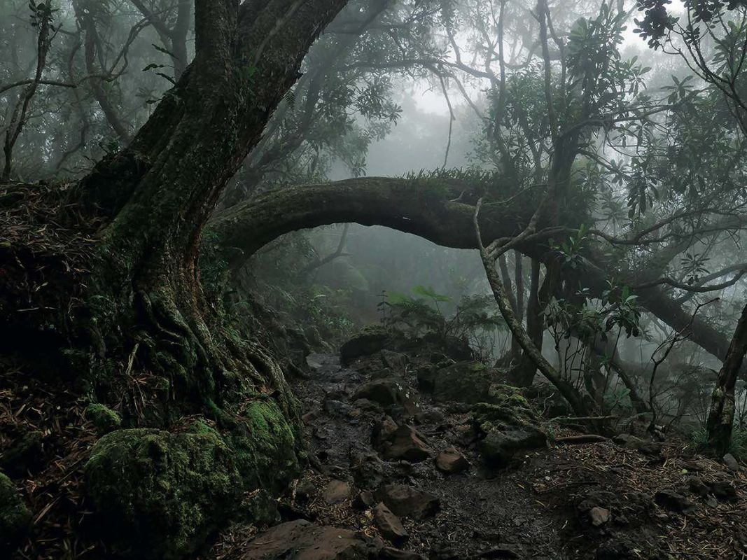 Photo Forêt de Bélouve