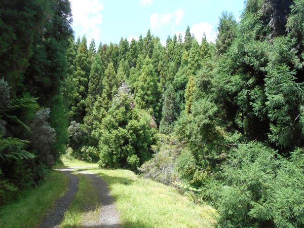 Photo Forêt de Grande Ferme sur Route forestière Volcan – Aire de pique-nique