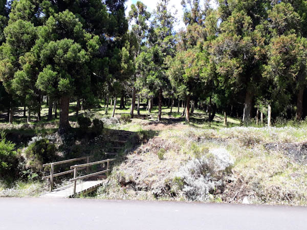Forêt de Grande Ferme sur Route forestière Volcan – Aire de pique-nique