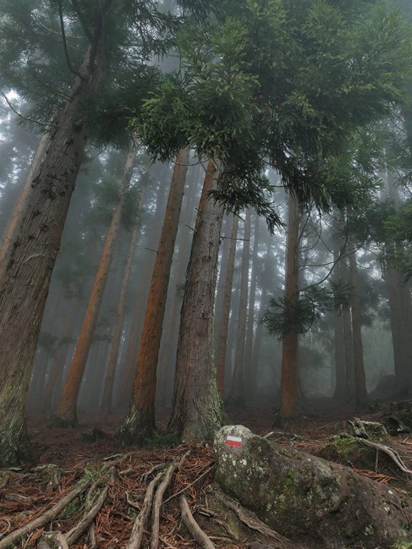 Photo Forêt des Makes