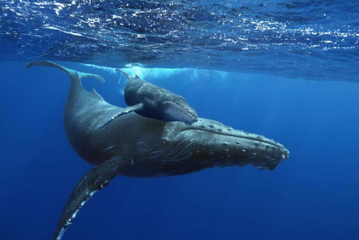 L’observation des baleines à La Réunion