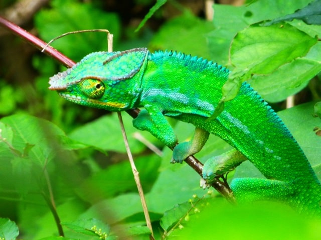 Guide interprète pour les étrangères