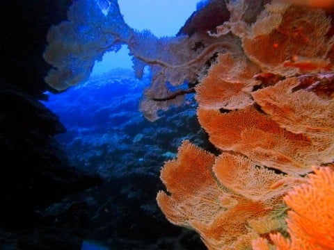 La Cheminée, Cap Homard