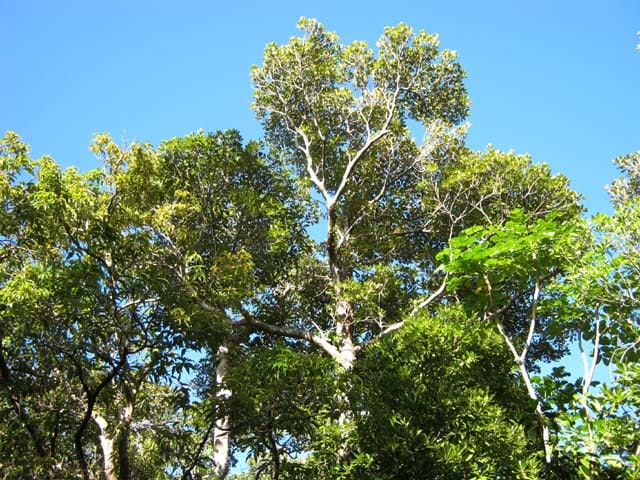 Le sentier botanique de Mare Longue à Saint-Philippe