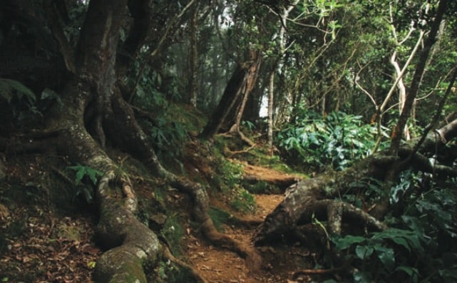 Le sentier de l’Ilet Alcide