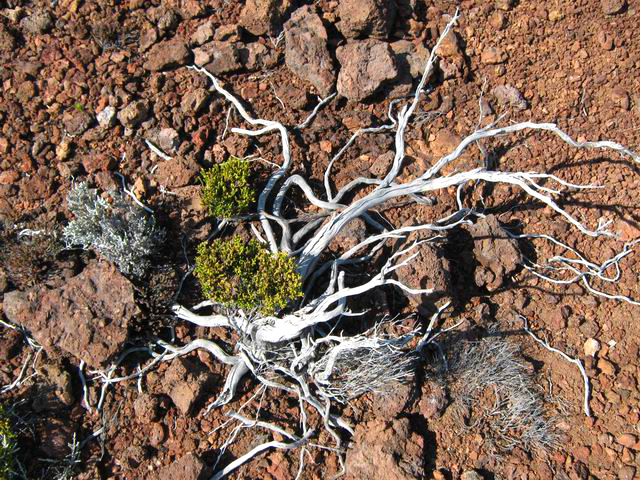 Photo Le tour et la montée au Piton Chisny