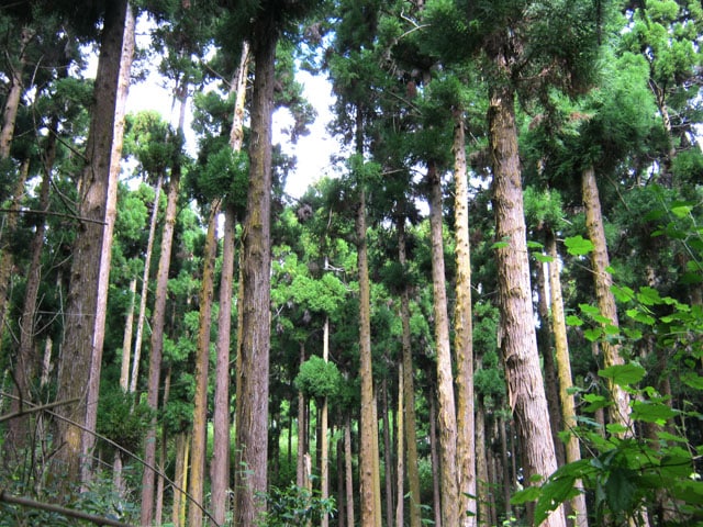 Photo Route forestière des Cryptomérias – Camping nature