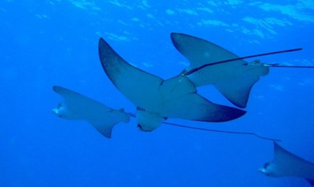 Photo Scubananas Réunion Plongée