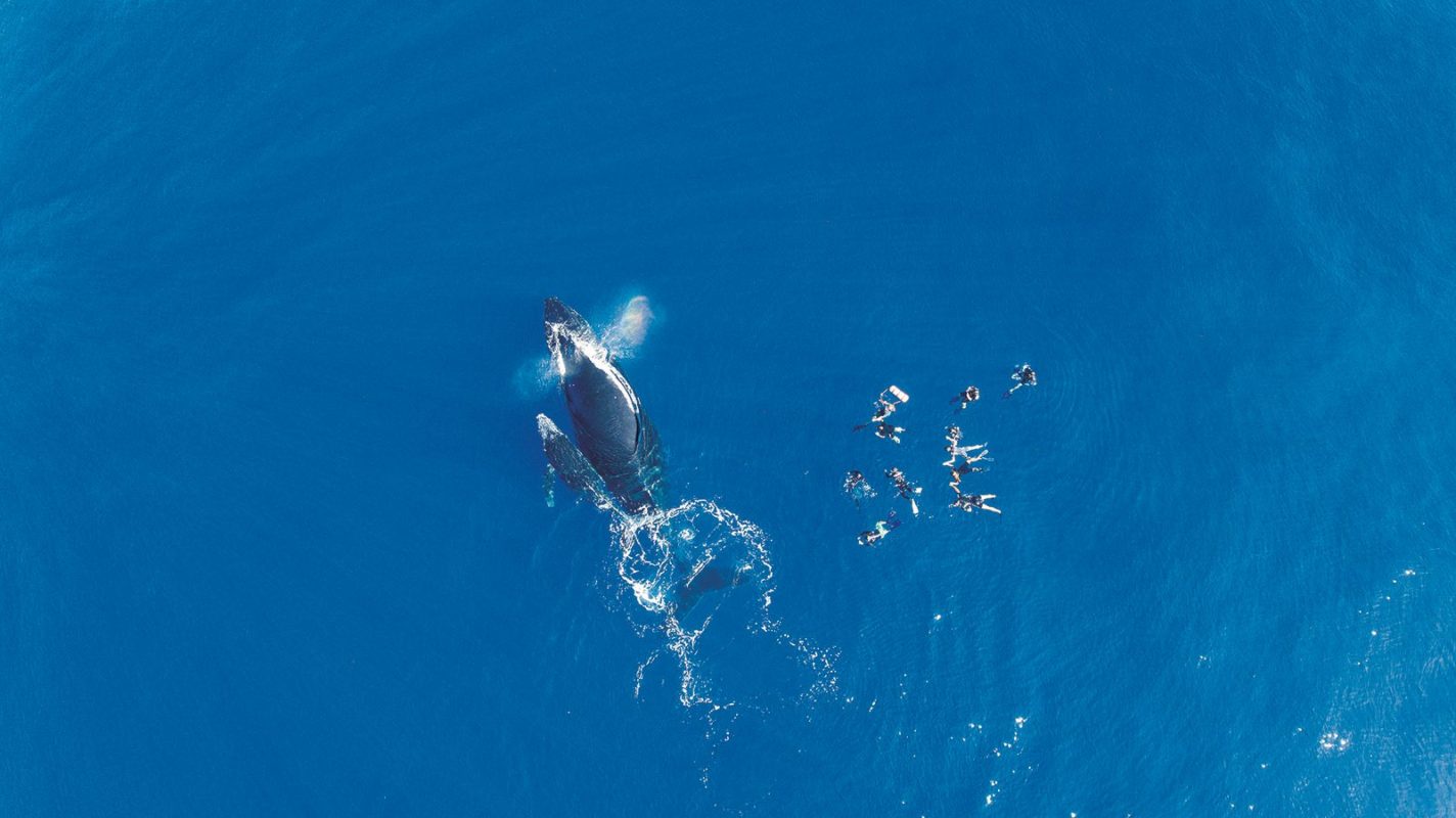 Sorties dauphins et baleines