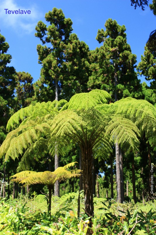 Photo Piton la Croix et Chemin Canal