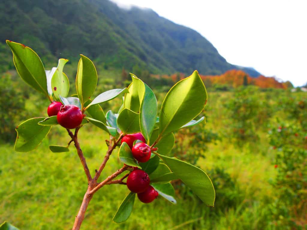 Photo Verger Le Bras Noir