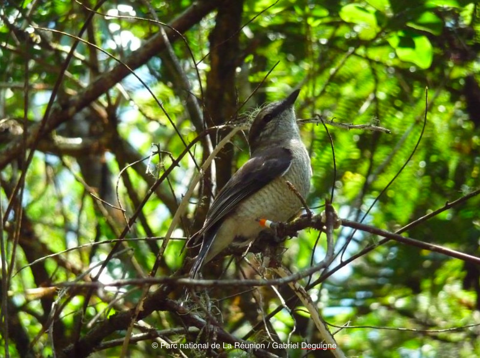 À la rencontre du Tuit-Tuit